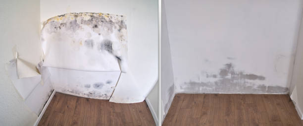 Claymont, DE Mold Removal Company